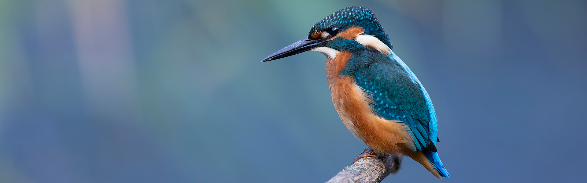 Eisvogel