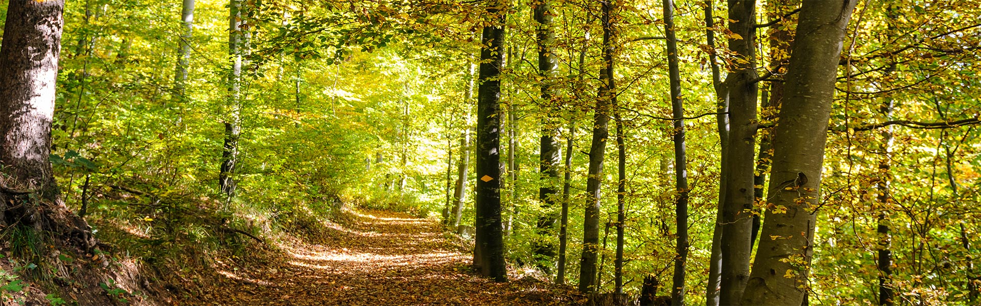Waldweg