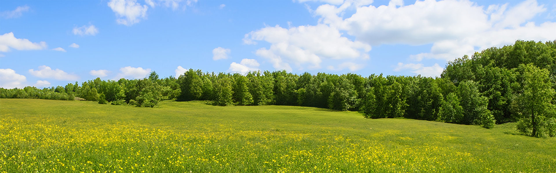 Grüne Landschaft